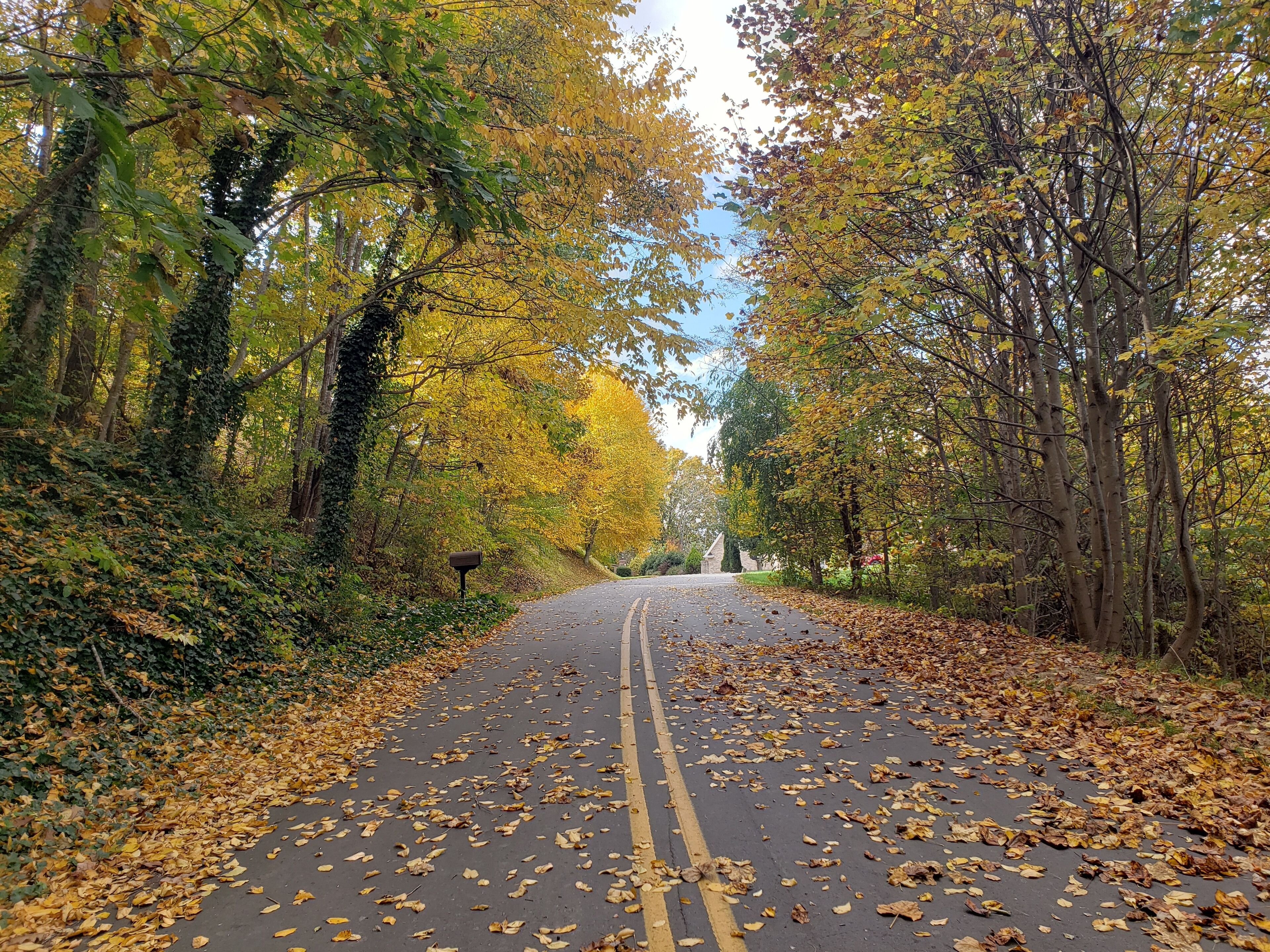 A road flanked by trees with yellow leaves, a mailbox on the left, and a clear sky.