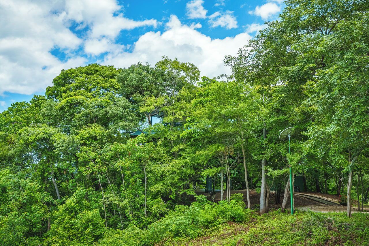 Une forêt verdoyante et luxuriante, avec un sentier et un petit bâtiment en arrière-plan.