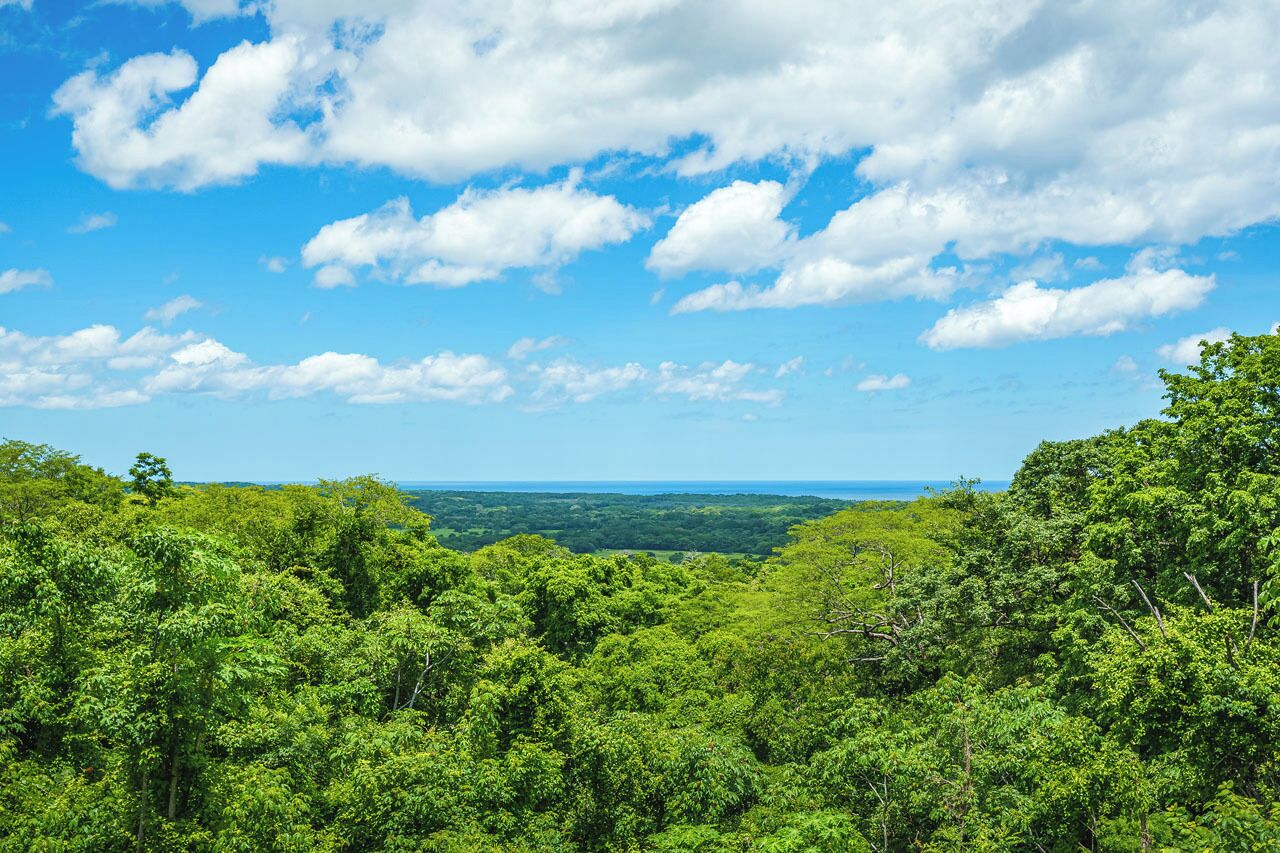 Üppige grüne Landschaft mit dichtem Laub und blauem Himmel.
