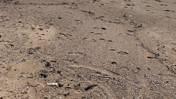 A beach with footprints in the sand and waves crashing onto the shore. - Lava Plage - Feet in the water (appietto)