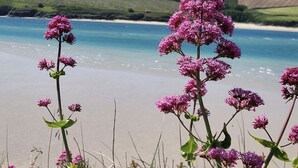 Un paisaje costero con flores rosadas en primer plano y una playa al fondo.