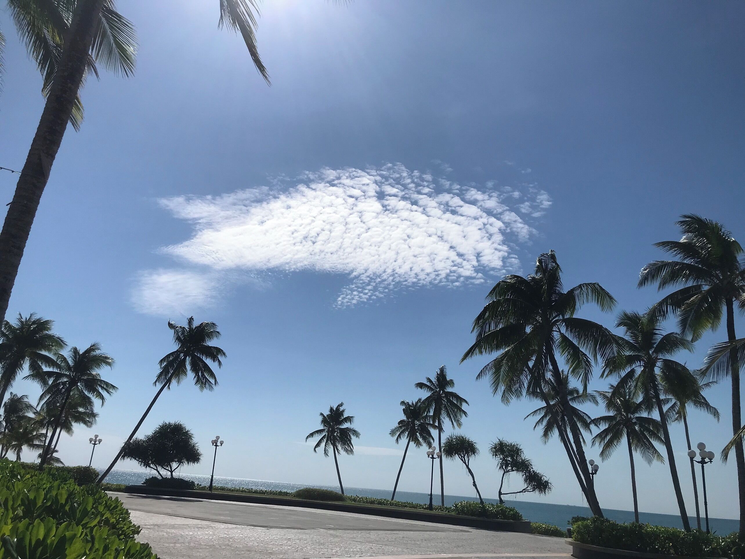 A coastal road lined with palm trees and street lamps, leading to the ocean.