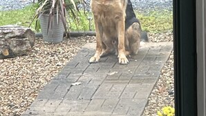 Un berger allemand est assis sur une surface pavée, près d’un pot de fleurs.