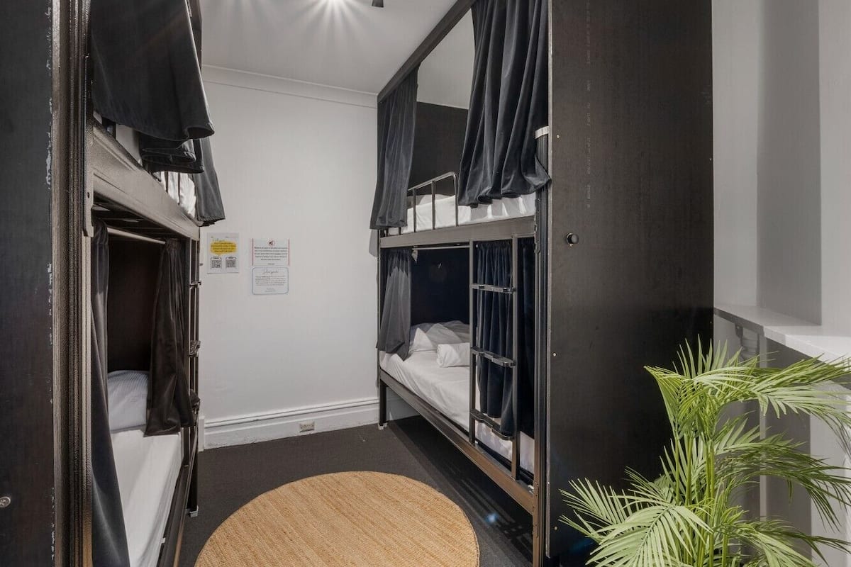 A dormitory room with bunk beds, a small rug, and a potted plant.