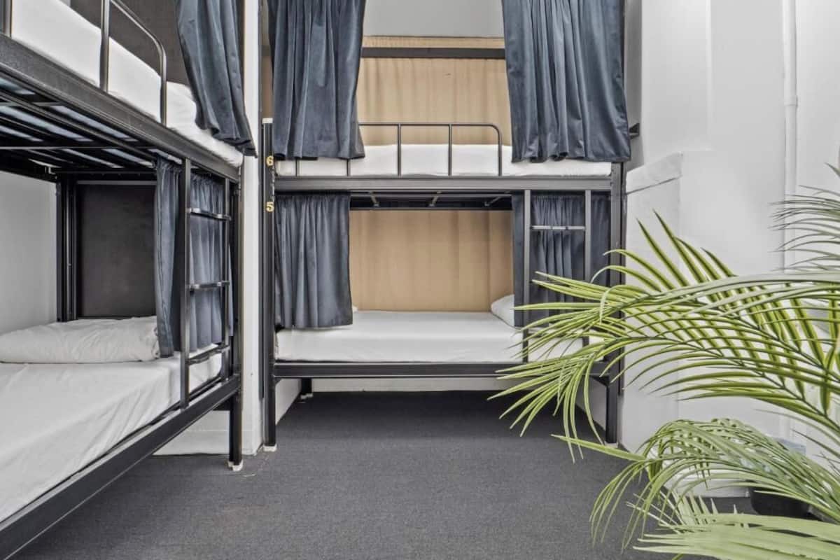A bunk bed room with curtains, a plant, and a grey carpet.