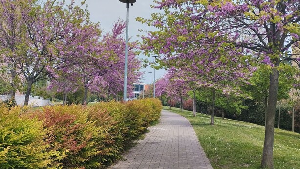 A paved pathway lined with trees bearing purple blossoms, a grassy area, and a building in the background.
