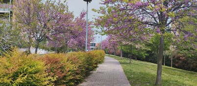 Santa Viola Large studio with terrace, Jacuzzi