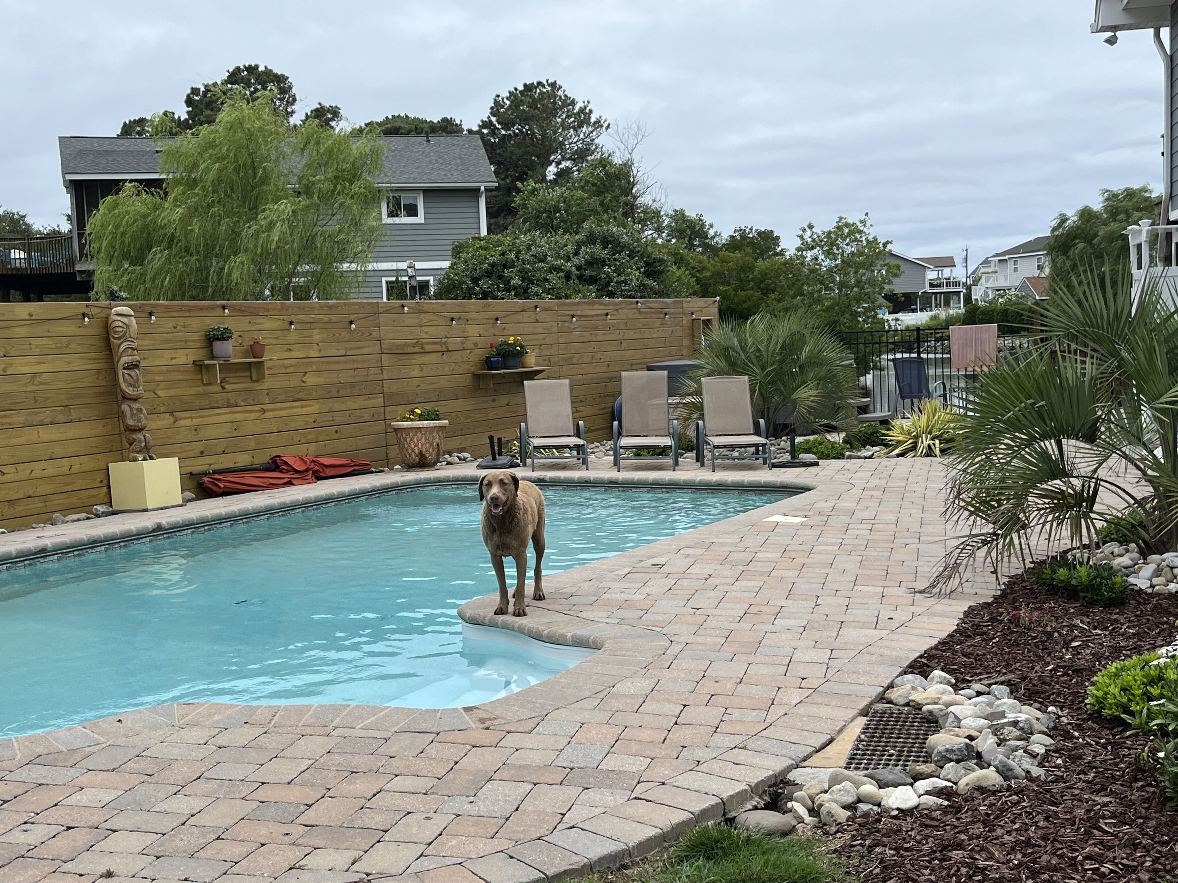 A backyard with a swimming pool, a wooden fence, and a dog standing by the pool.