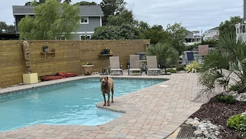 A backyard with a swimming pool, a wooden fence, and a dog standing by the pool.