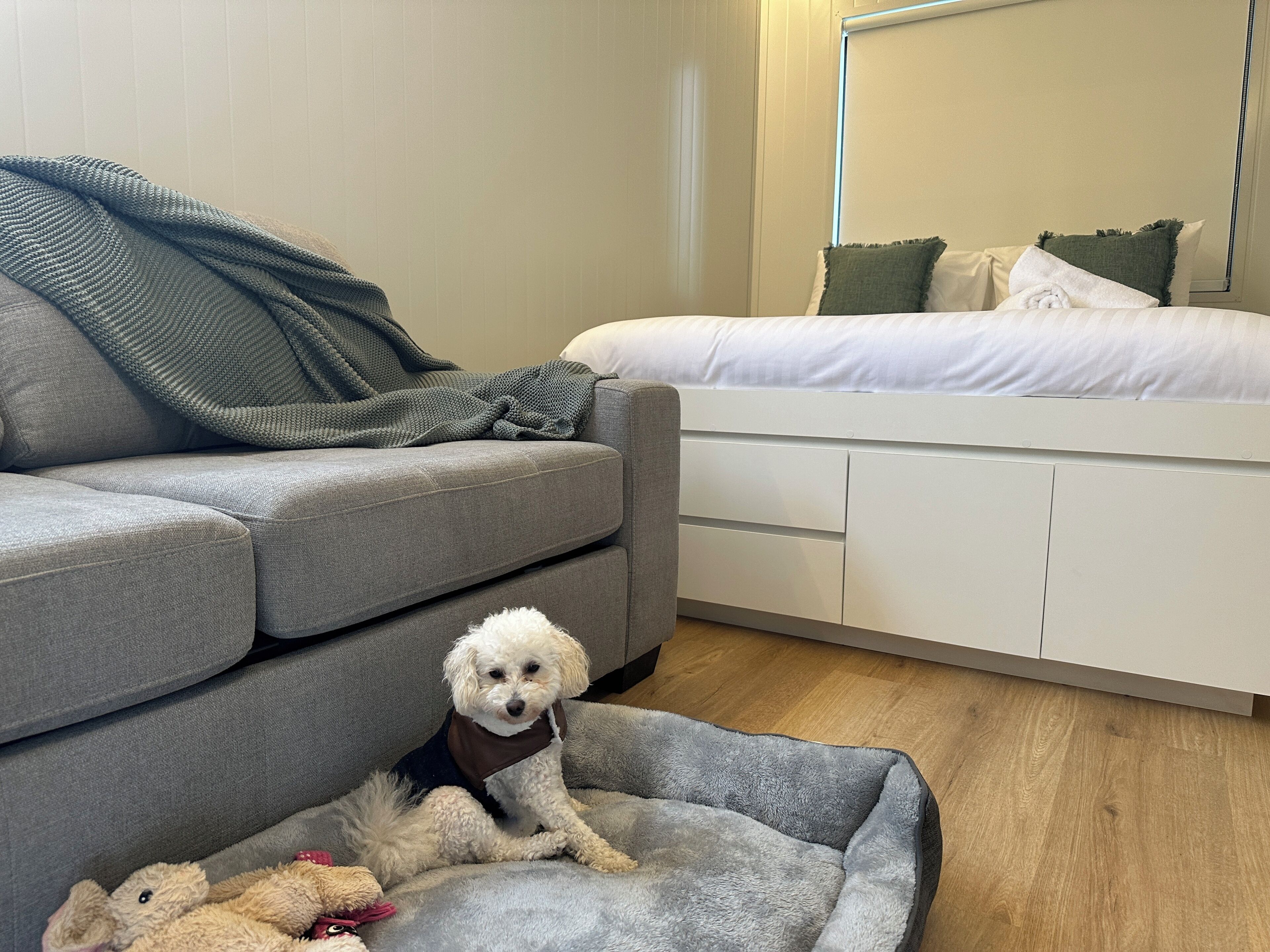 A modern bedroom with a grey sofa, a white bed, and a small dog bed.