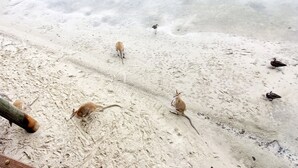 Ein Sandstrand mit Fußabdrücken und einer Holzkonstruktion.