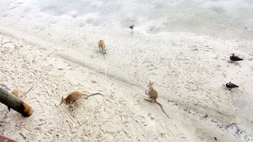 Toallas de playa