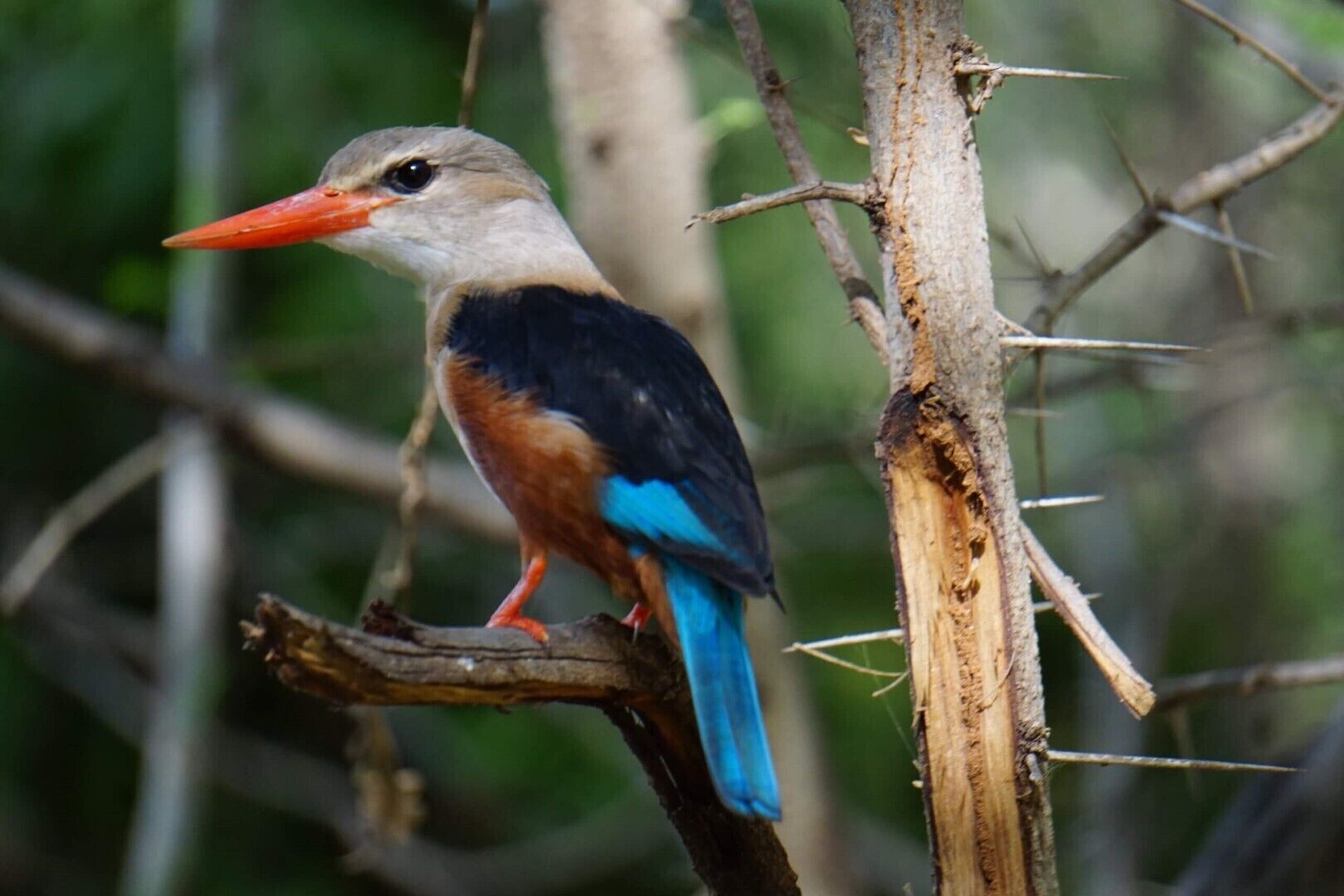 A bird perched on a tree branch.