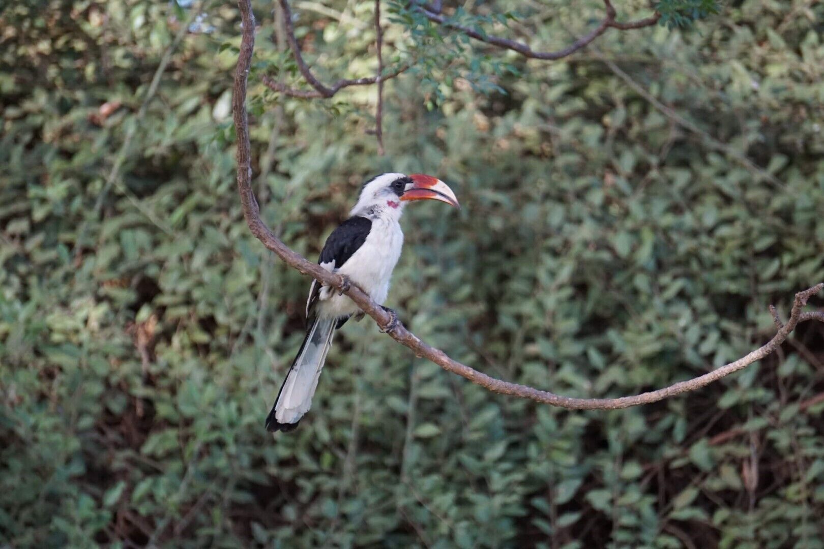 A bird perched on a branch.
