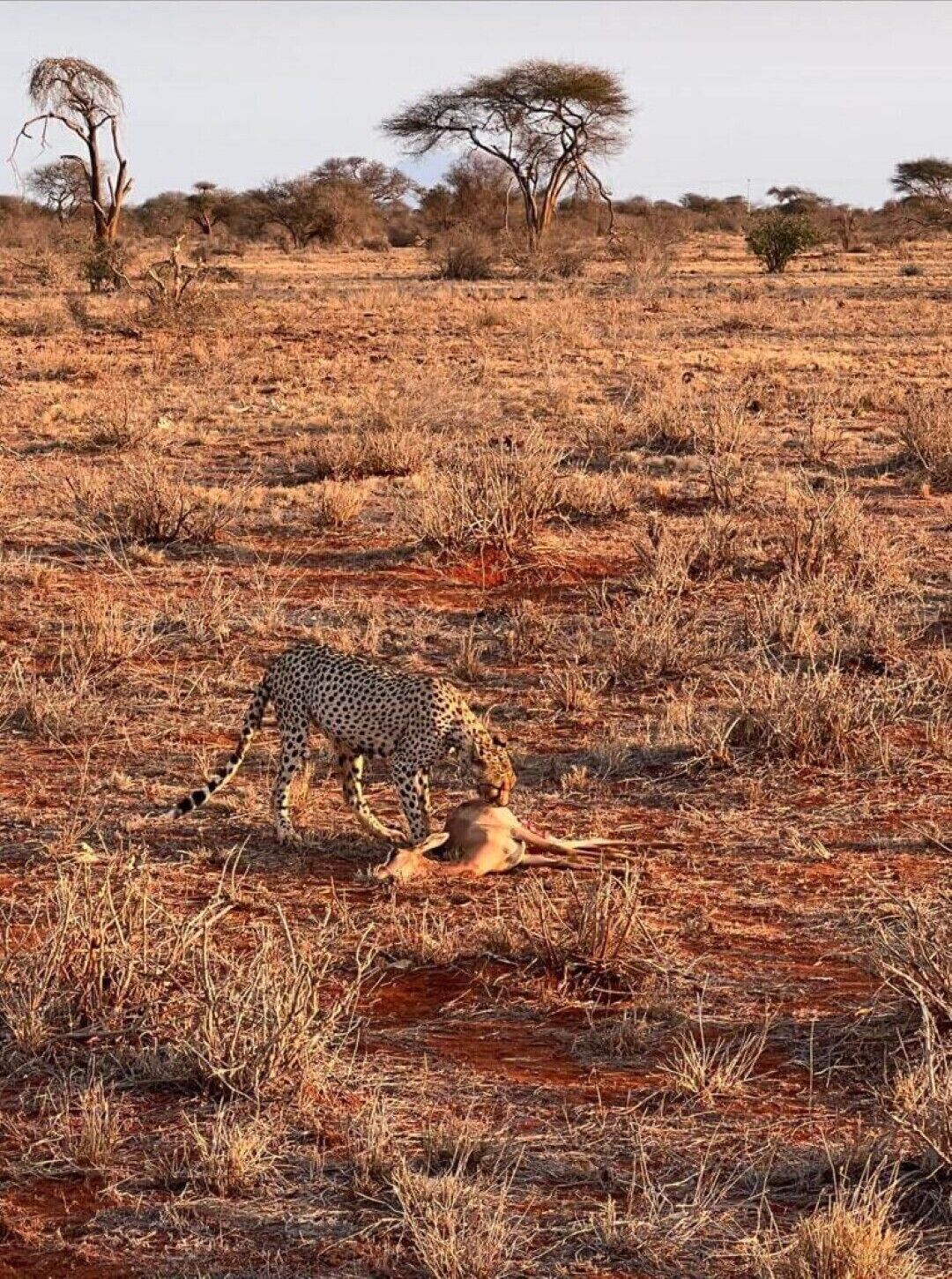 Eine Gazelle in einer Savannenlandschaft mit vereinzelten Bäumen und trockenem Gras.