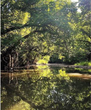 A tranquil riverside scene with dense foliage and calm water reflecting the trees. - Romantic lakefront skoolie for 4: queen, twins, hot tub and private bathhouse (Granbury)