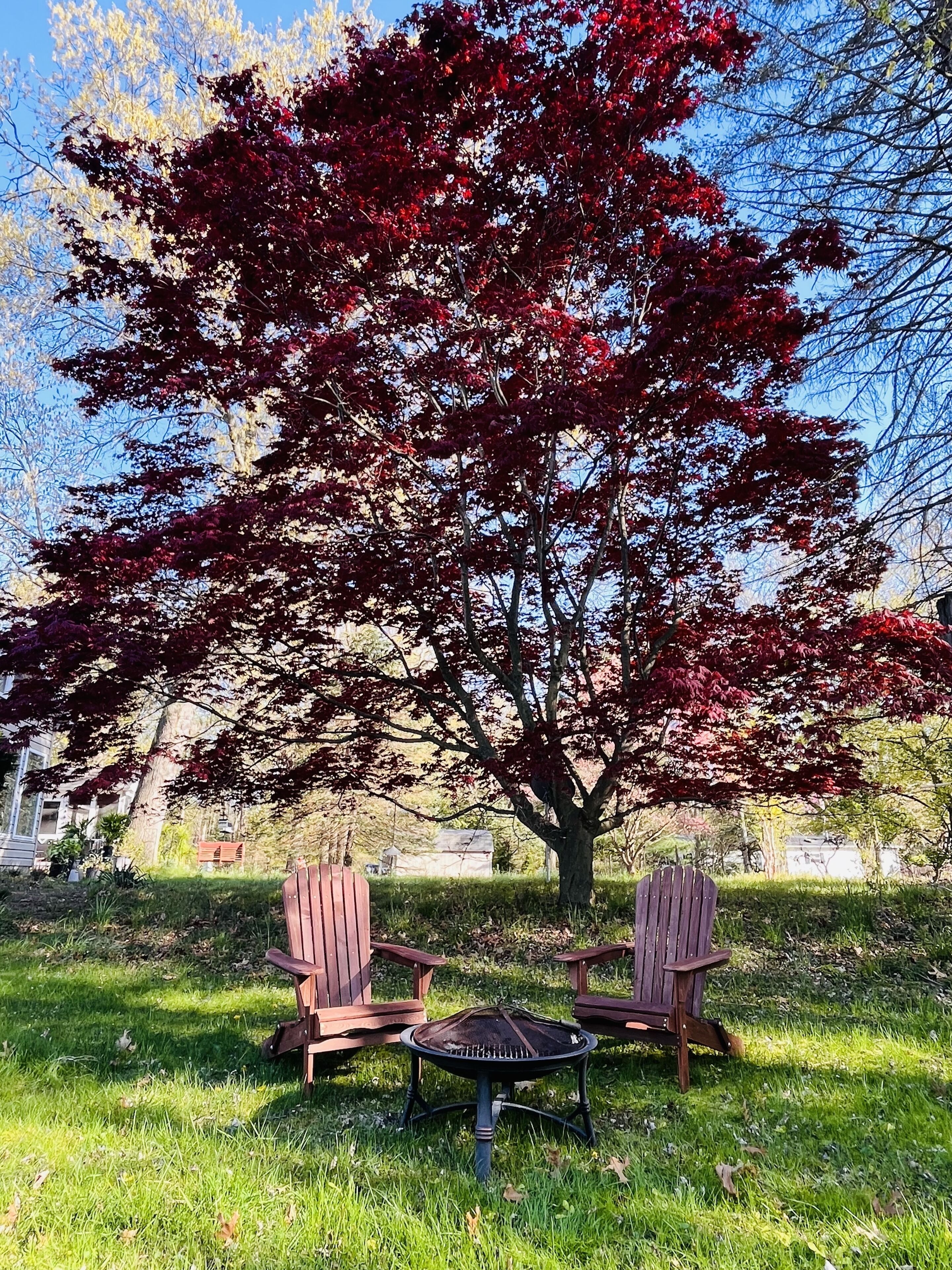 A picnic setup with two wooden chairs and a metal grill table in a grassy area with a large tree with red leaves in the background.