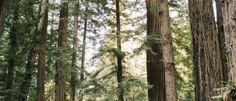 A forest with tall trees and a wooden signpost.