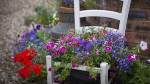 Une chaise en bois blanche, dotée d’un coussin d’assise noir, entourée d’une variété de fleurs colorées dans un jardin.