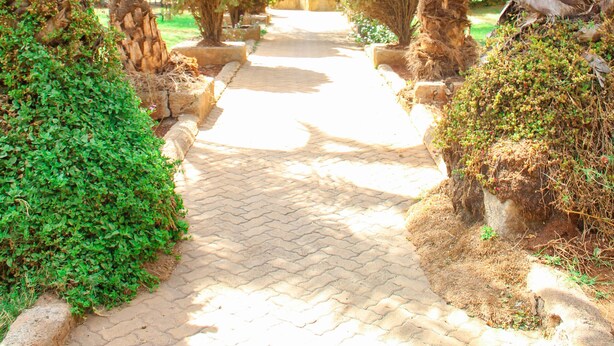 A paved pathway flanked by palm trees and greenery, leading to a building. - leleshwa inn (Kitengela)