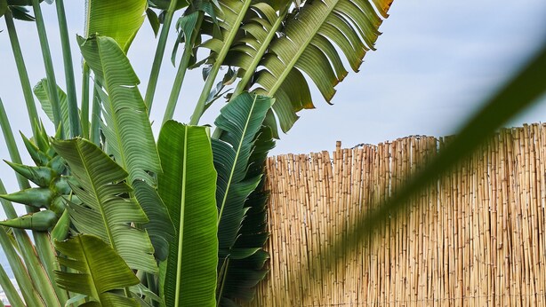 Ngoại thất