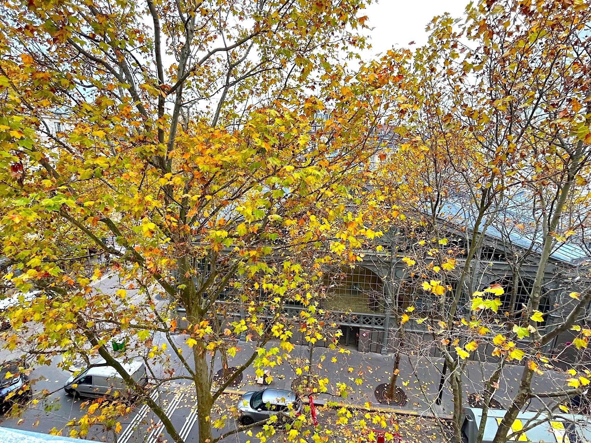 A tree-lined street with parked cars and a building with a distinctive architectural style in the background.