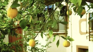 Un citronnier, dont les branches sont chargées de citrons, se dresse devant un bâtiment dont le sol est recouvert de carreaux et qui possède une fenêtre.