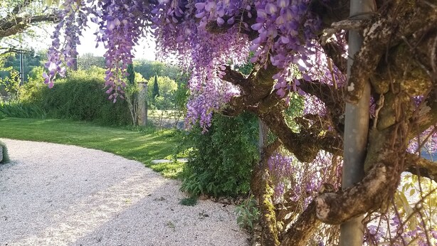 Un sendero de grava que conduce a un césped verde con un árbol cubierto de flores púrpuras.