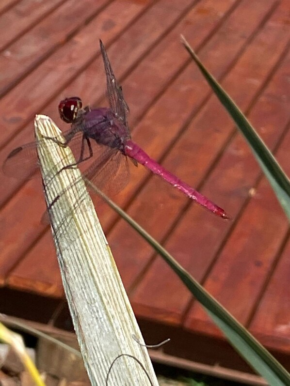A dragonfly perched on a wooden surface.