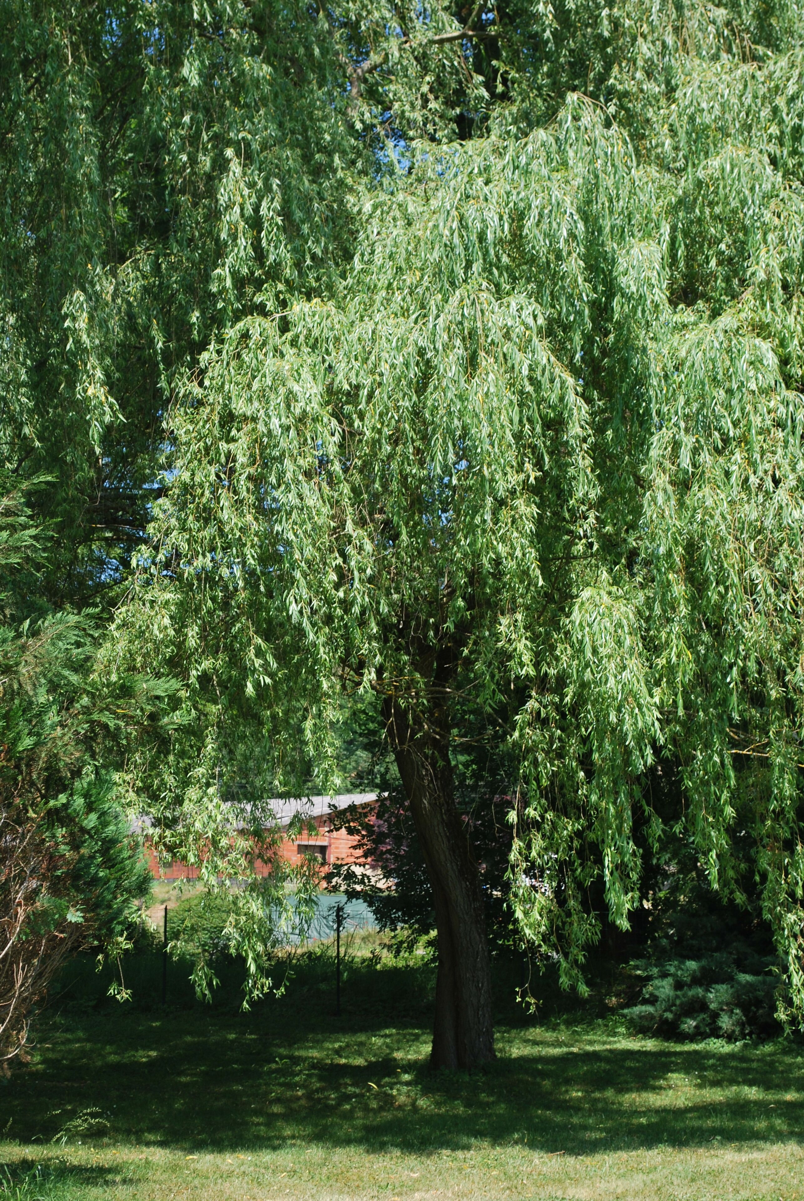Ein Baum mit dichtem Blätterwerk in einer Parkanlage.