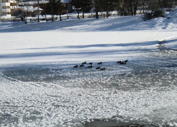 A frozen lake with ducks in the center surrounded by snow-covered ground and trees.