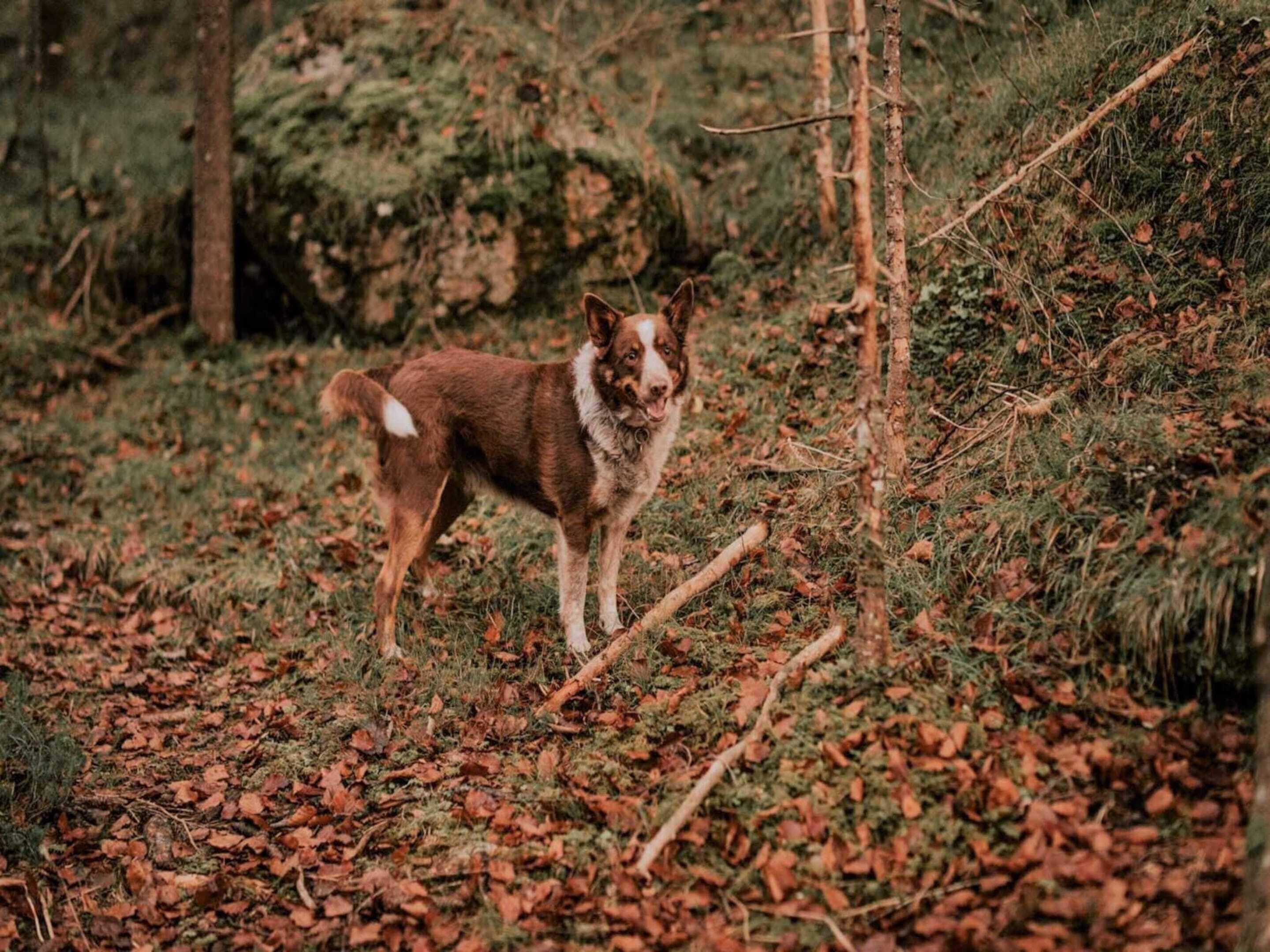 A dog standing in a forested area with fallen leaves on the ground.