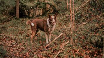 A dog standing in a forested area with fallen leaves on the ground.