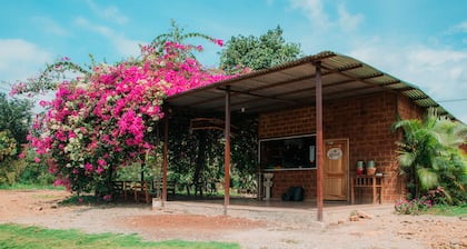 Cocoa and Mango Farm