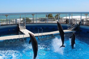 Condo, 3 Bedrooms | Pool | A heated pool - Cajun Respite 3 Bedroom Condo by RedAwning (Miramar Beach)