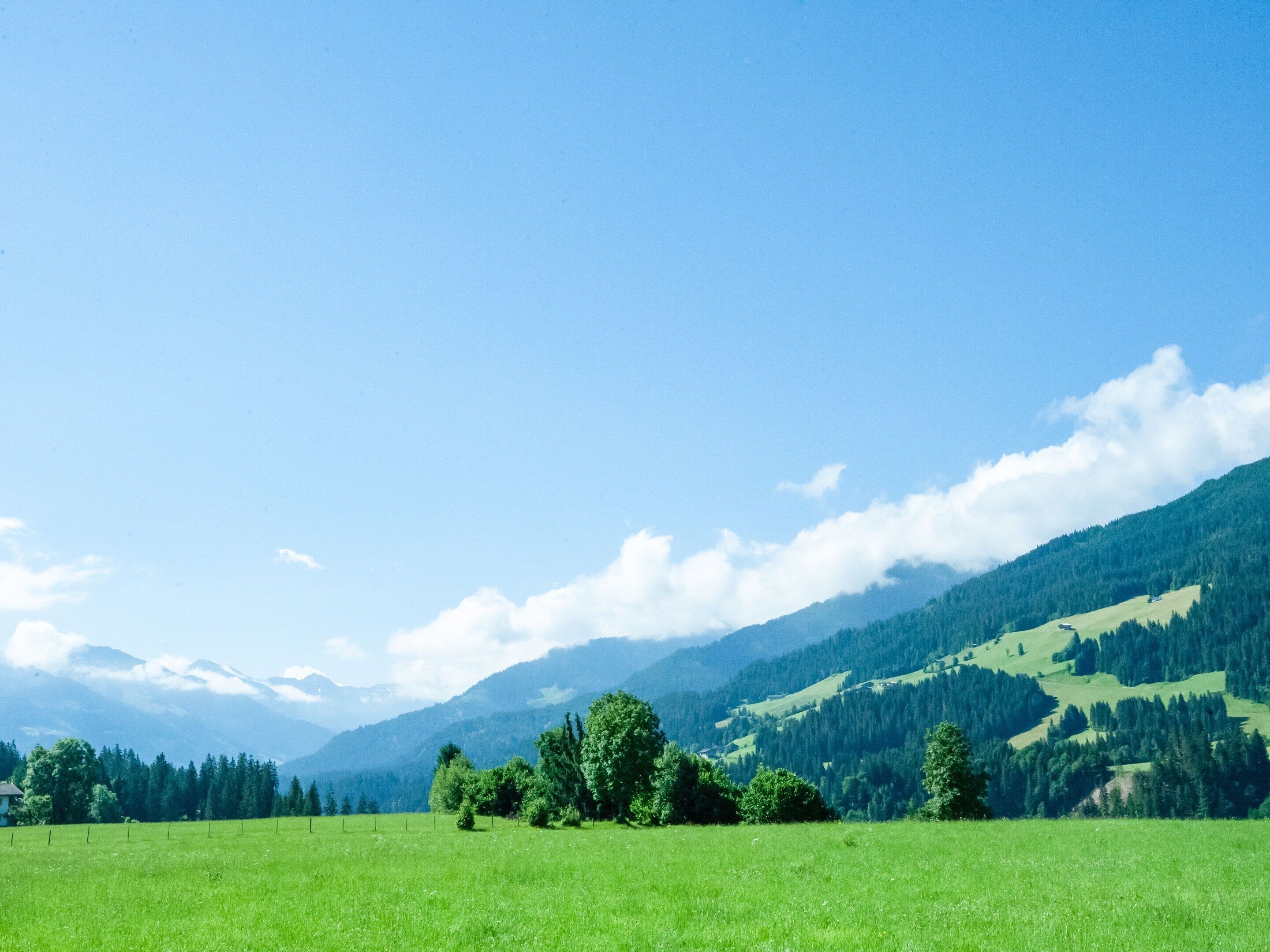 A green field with trees and mountains in the background.