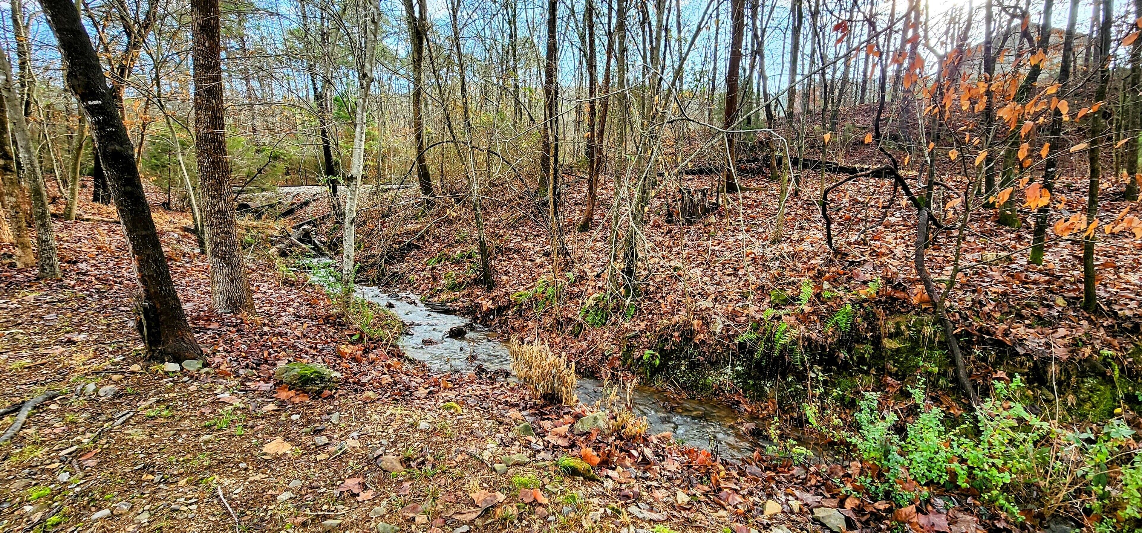 Une zone boisée traversée par un ruisseau.