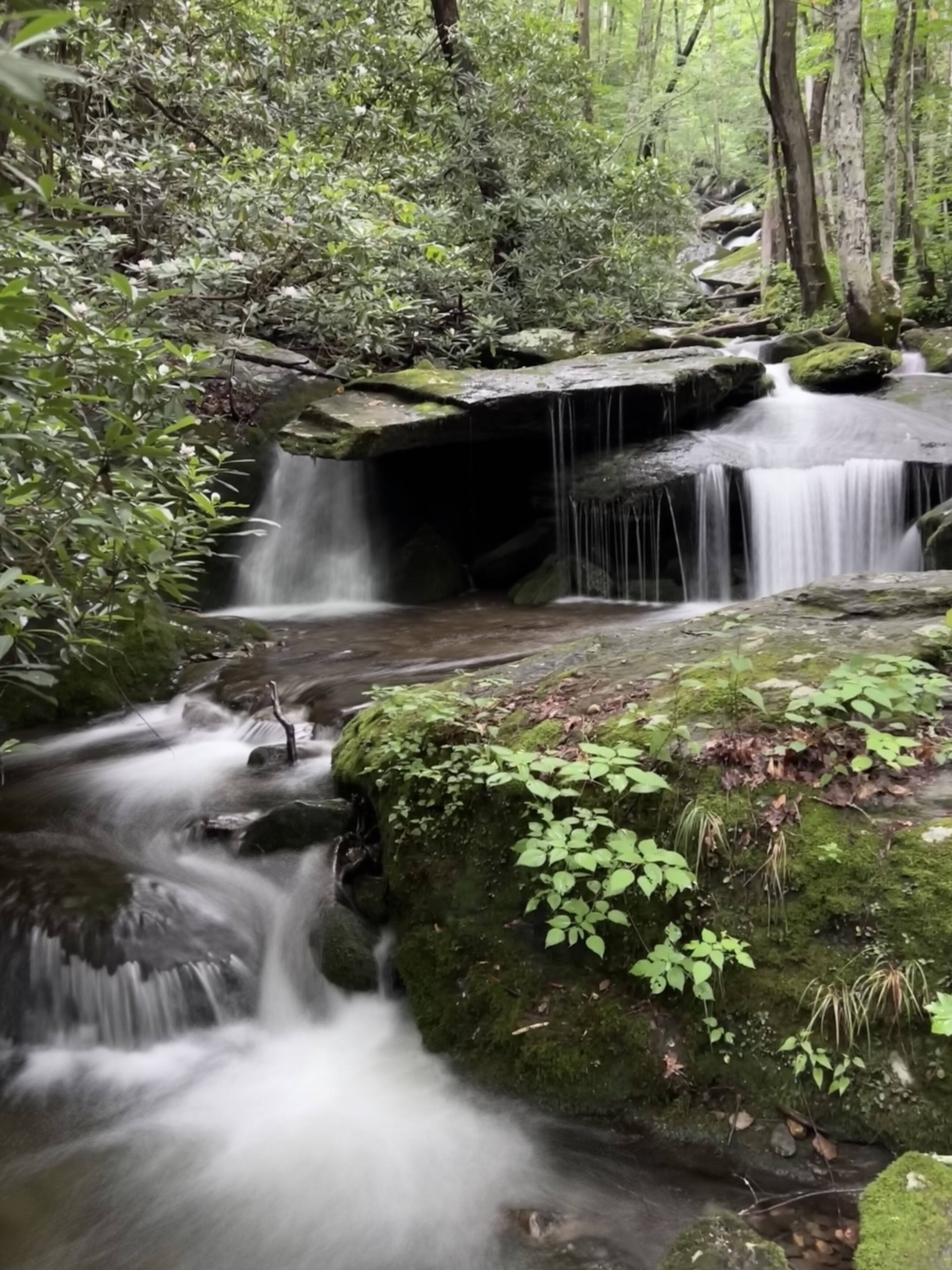 A natural waterfall in a forested area with moss-covered rocks and dense greenery.