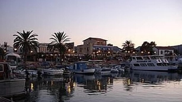 Un puerto deportivo con barcos amarrados, palmeras y edificios al fondo.
