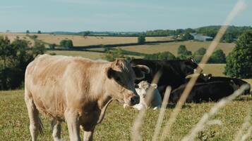 A field with cows grazing, a clear sky, and distant trees.
