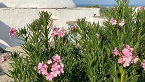 A white building with conical roofs and pink flowers in the foreground.