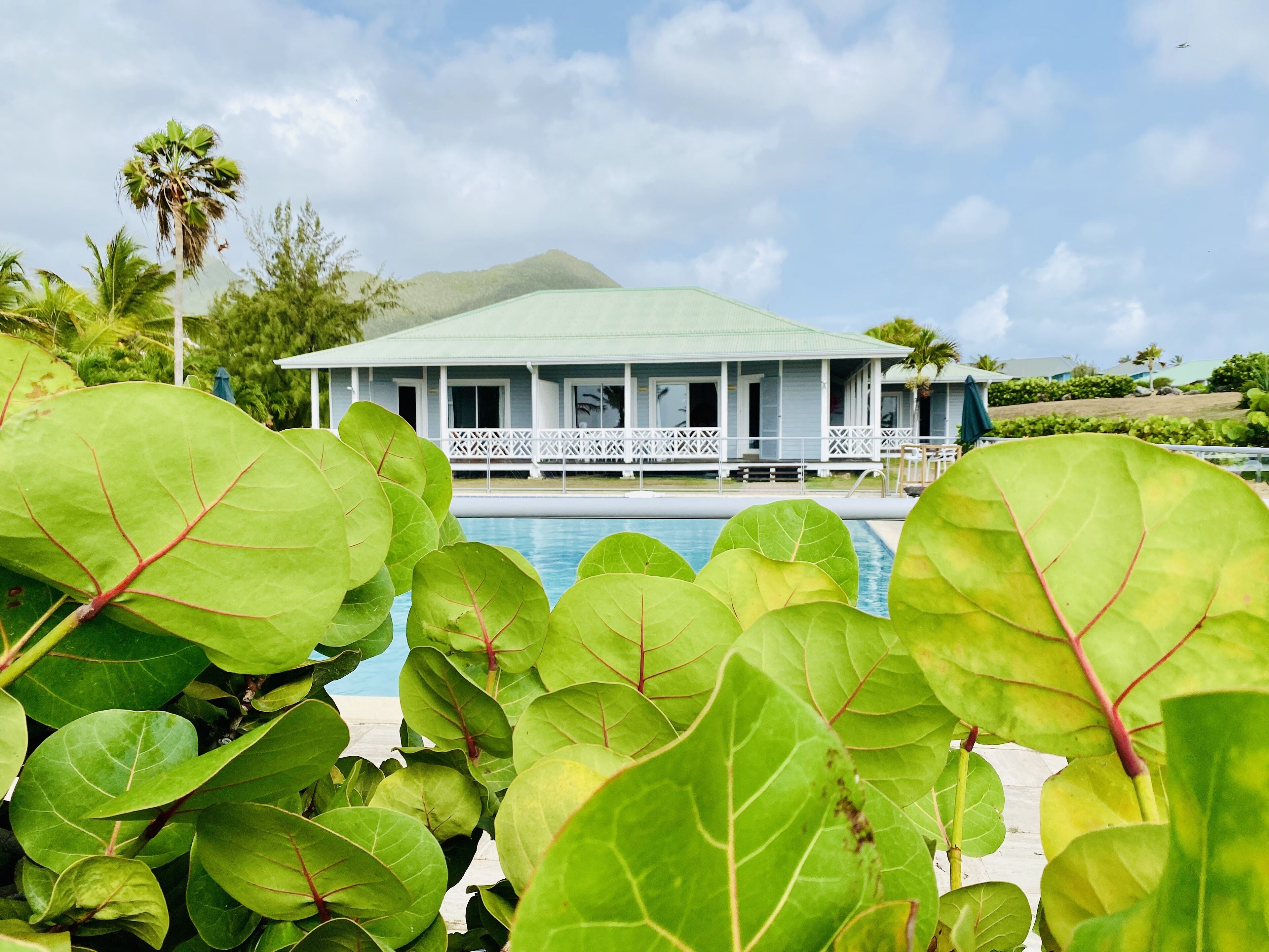 A poolside view of a house with a white exterior and a green roof, surrounded by lush greenery.