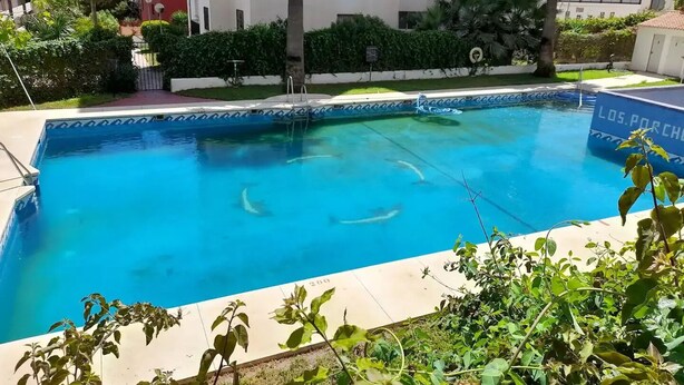 Una piscina con agua azul cristalina, rodeada de follaje y edificios.