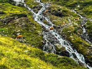 A mountainous landscape with a cascading waterfall and grazing cows.