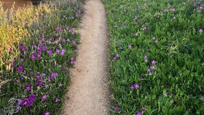 A dirt path flanked by green vegetation and purple flowers, leading towards a rocky cliff.