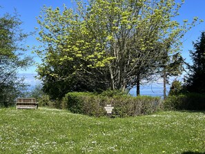 A lush green meadow with a large tree and a wooden bench.