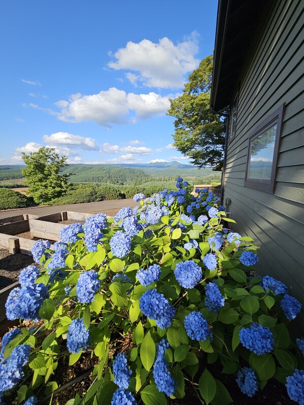 A garden with blue hydrangea bushes in front of a house with a view of a forested landscape.