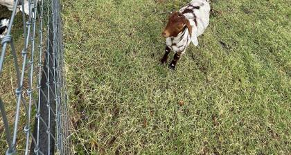 Waco Wildflower Guest House