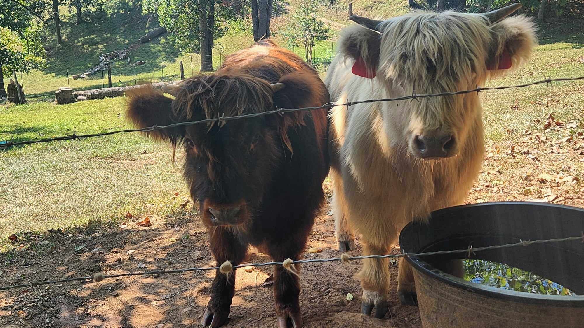Two cows standing near a barbed wire fence with a water trough in the foreground.