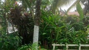 A lush garden with various tropical plants and a white fence. - Vampayá Panamá (Bocas del Toro)